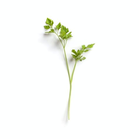 A single sprig of parsley centered on a blank canvas.