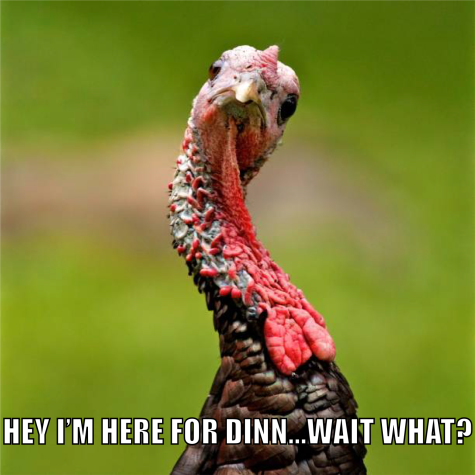Inquisitive turkey announces, "Hey I'm here for dinn...wait what?"