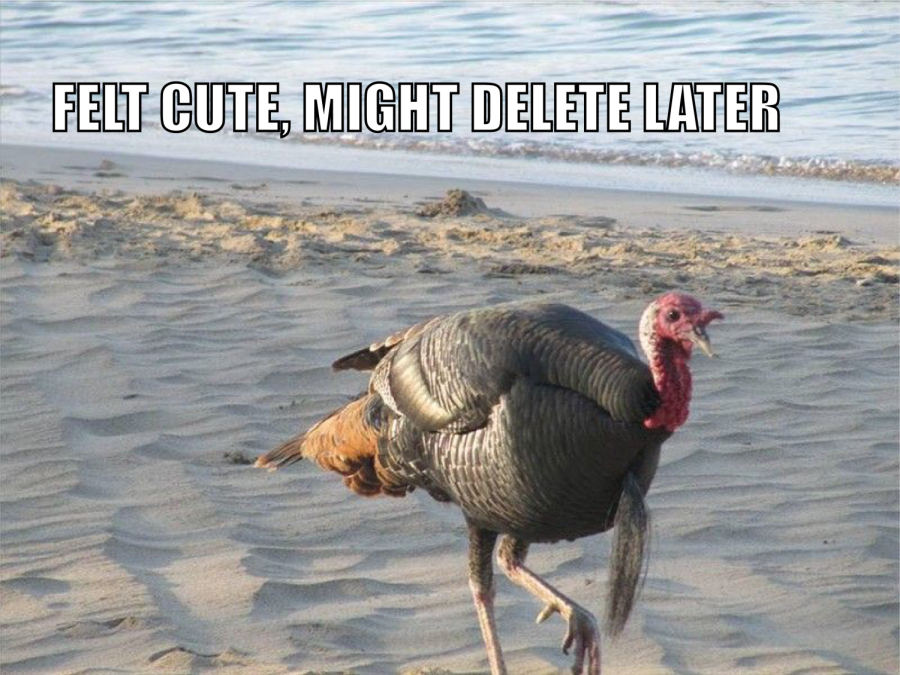 Picture of turkey walking on the beach. Caption says, Felt cute, might delete later.