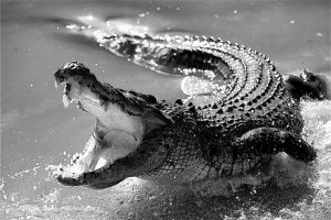 Picture of a crocodile with an open mouth.