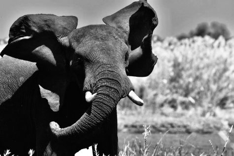 Photo of an elephant taken by the author on a recent safari trip in South Africa.