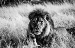 Photo of a lion taken by the author on a recent safari trip in South Africa.