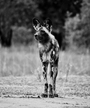 Photo of a painted dog taken by the author on a recent safari trip in South Africa.