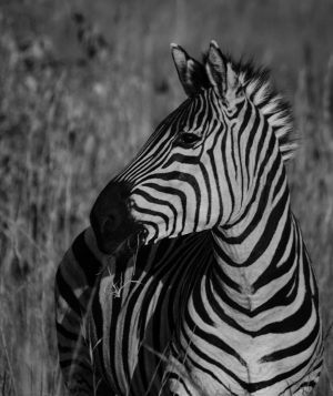  Photo of a zebra taken by the author on a recent safari trip in South Africa.