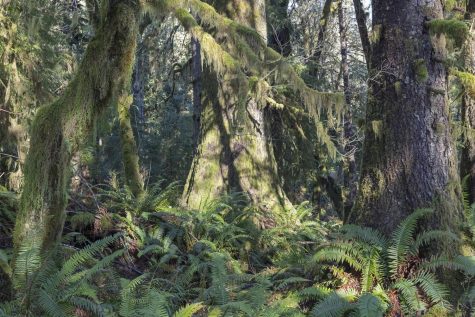 Photo of a lush forest