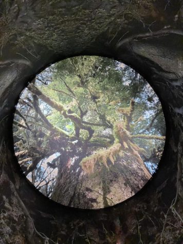 A forest scene can be seen by looking up through a circle