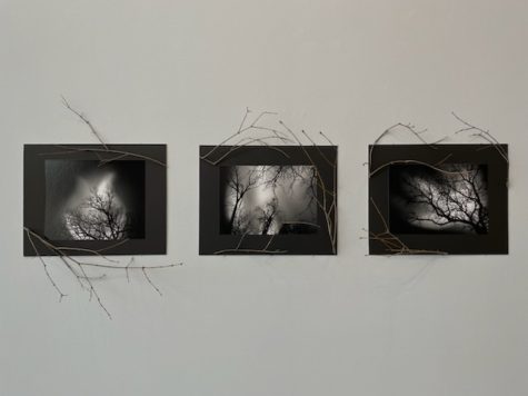 Sol Guevara addresses nature and a darkening yet beautiful world in their work, composed of three silver gelatin prints accentuated by natural plant material. 
