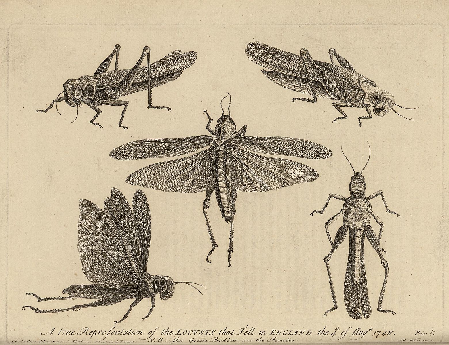 Locust